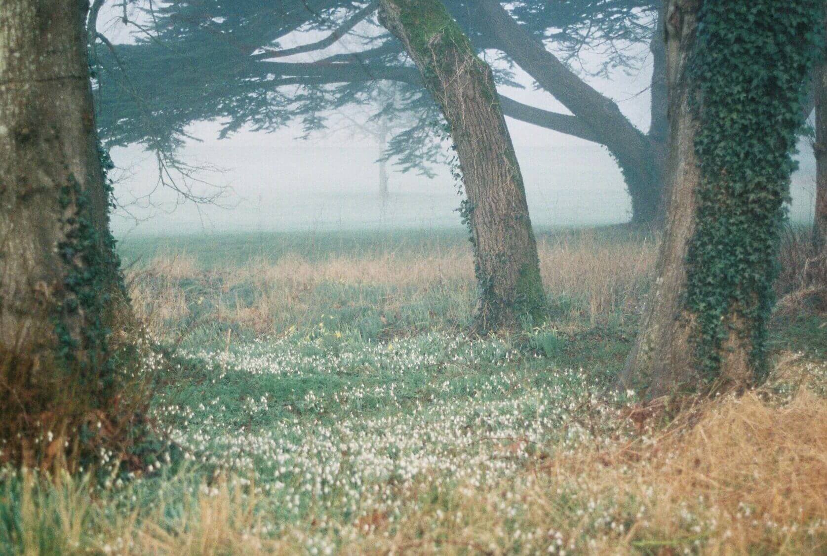 Events St Giles House Header Image Snowdrops Forest