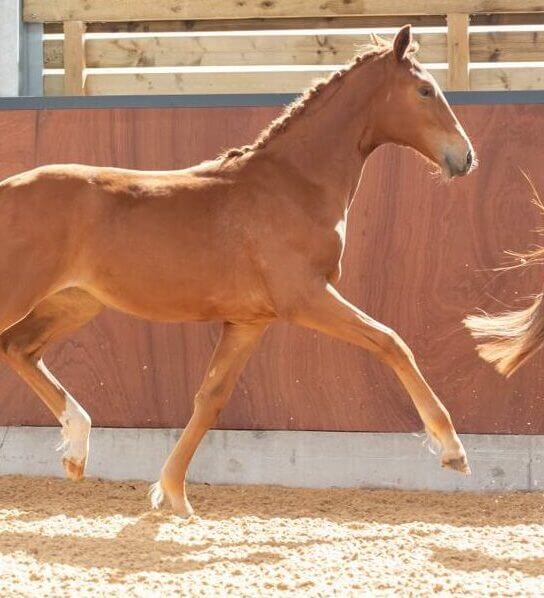 St Giles Stud Trotting Brown Horse