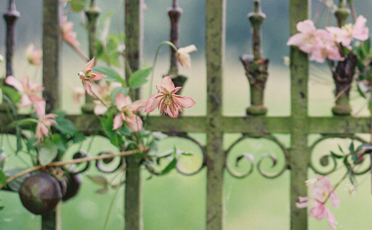St Giles Pink Flower Gate Ethos