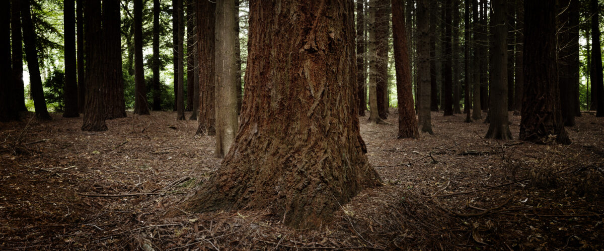 Shaftesbury Estate Forestry