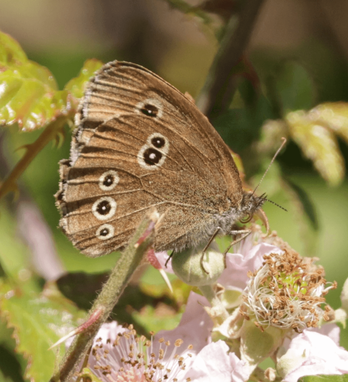 Shaftesbury Estate Butterfly Preservation