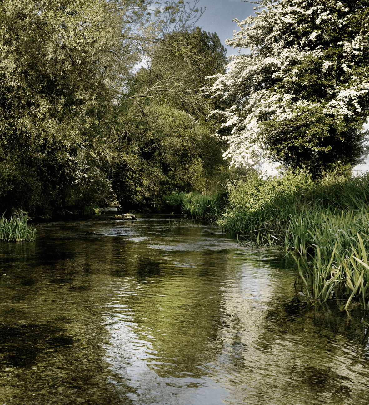 Fishing On The River Allen Dorset