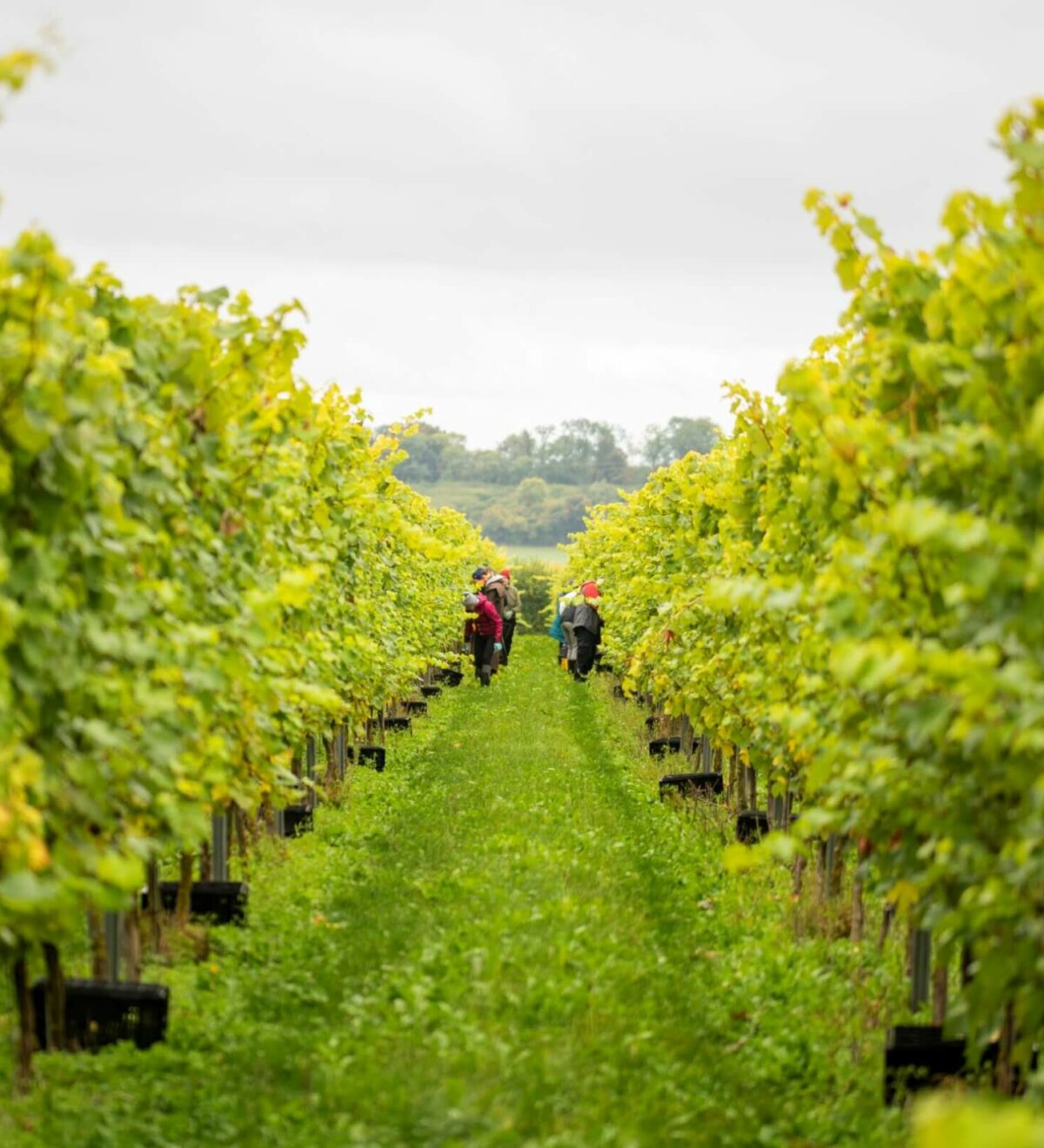 Langham Wine Estate Vineyards Picking Grapes