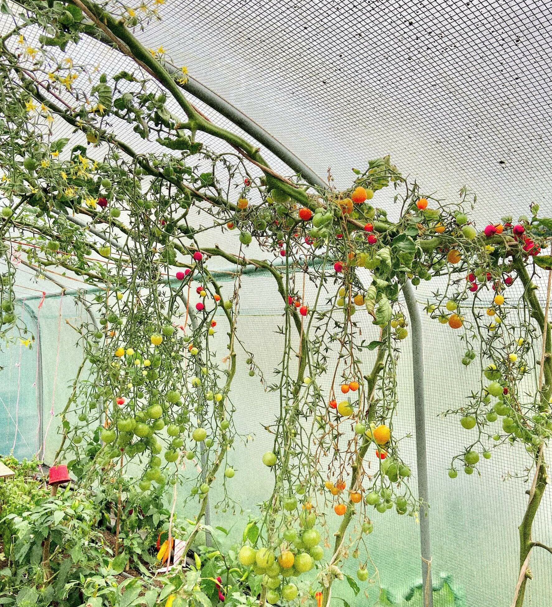 Tomatoes Growing on Vine at St Giles Estate